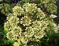 Angelica